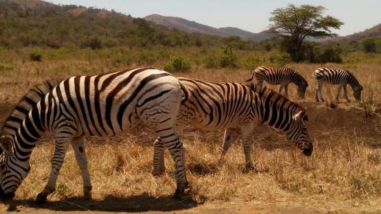 iMfolozi Game Reserve