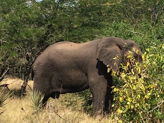 Tembe Elephant Park