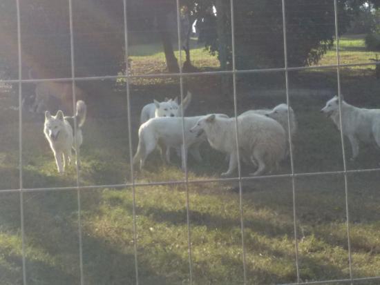 Flag Animal Farm