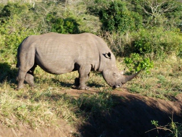 Hluhluwe-Umfolozi Game Reserve