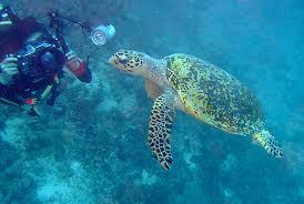 Aliwal Shoal