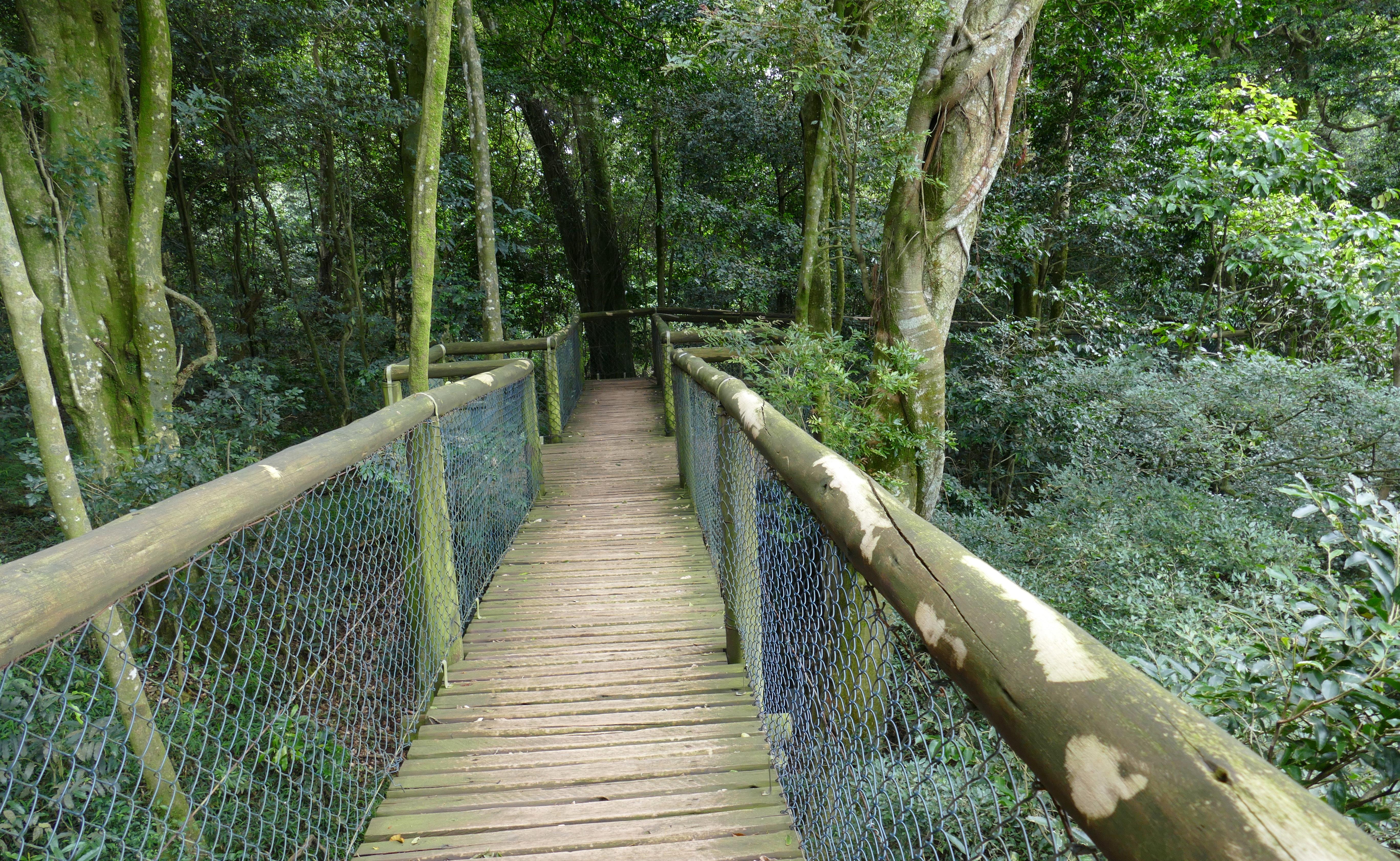 Dlinza Forest Nature Reserve