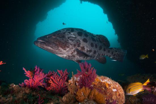Aliwal Dive Centre