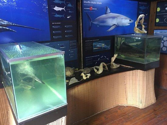 Sharklife